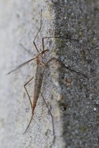 <i>Tipula paludosa</i>