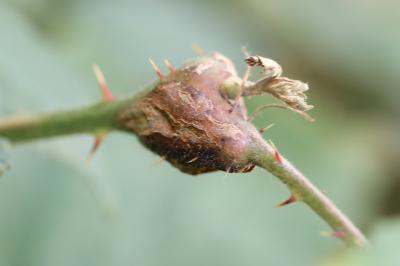 <i>Lasioptera rubi</i>