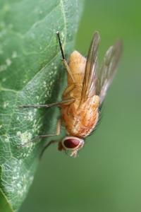 <i>Phaonia pallida</i>