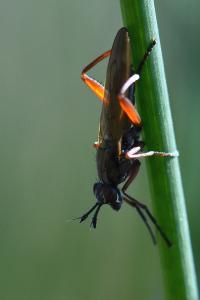 <i>Sepedon sphegea</i>