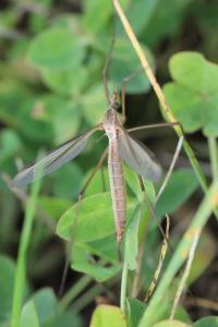 <i>Tipula paludosa</i>