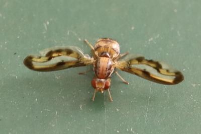 <i>Toxoneura muliebris</i>