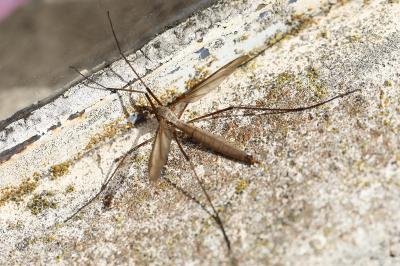 <i>Tipula paludosa</i>