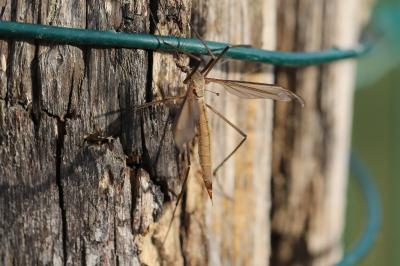 <i>Tipula paludosa</i>