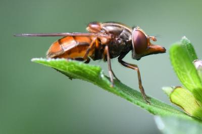 <i>Rhingia campestris</i>