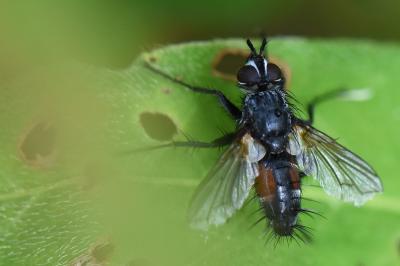 <i>Eriothrix rufomaculata</i>