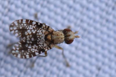 <i>Trypetoptera punctulata</i>