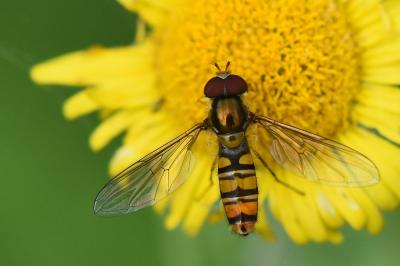 <i>Episyrphus balteatus</i>