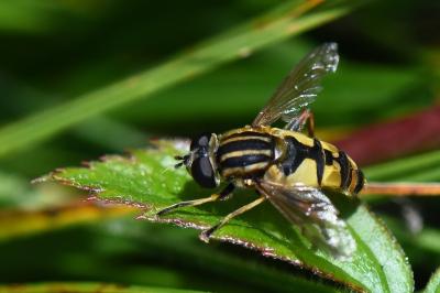 <i>Helophilus pendulus</i>