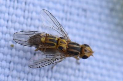 <i>Chlorops</i>