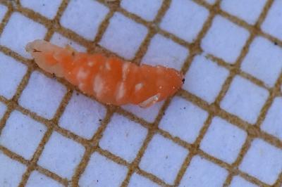 <i>Craneiobia corni</i>