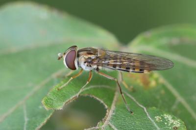 <i>Episyrphus balteatus</i>