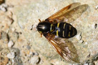 <i>Chrysotoxum festivum</i>