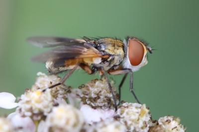 <i>Ectophasia crassipennis</i>