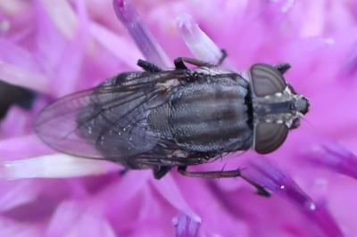 Stomorhina lunata