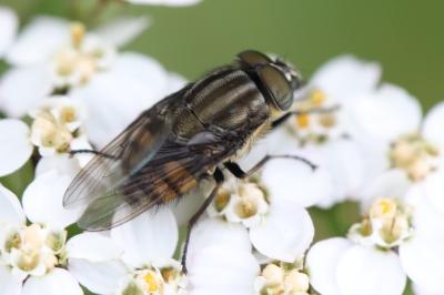 <i>Stomorhina lunata</i>