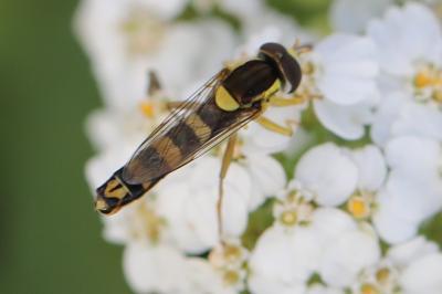 <i>Sphaerophoria scripta</i>