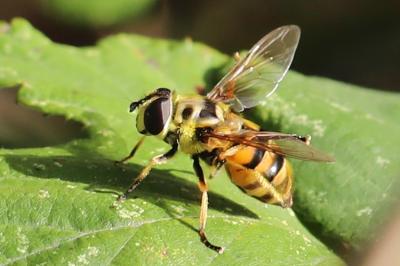 <i>Myathropa florea</i>