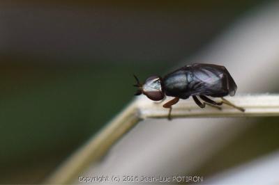 <i>Camarota curvipennis</i>