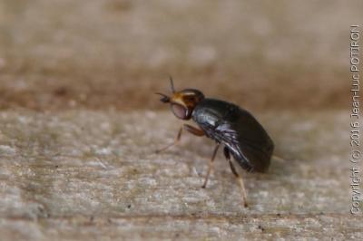 <i>Camarota curvipennis</i>