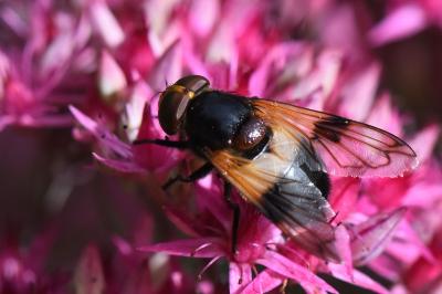 <i>Volucella pellucens</i>