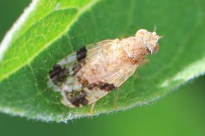 <i>Tephritis bardanae</i>