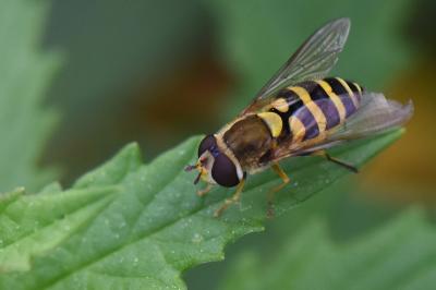 <i>Syrphus vitripennis</i>