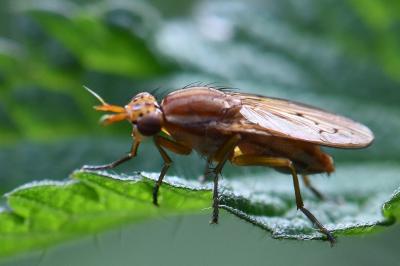 <i>Ilione albiseta</i>