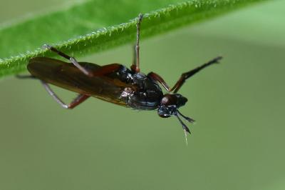 <i>Sepedon sphegea</i>