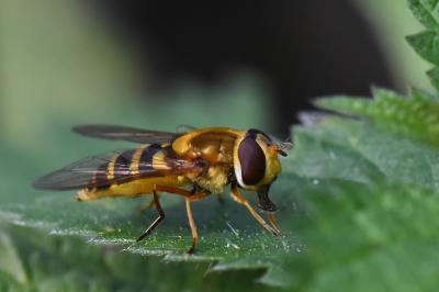 <i>Syrphus ribesii</i>