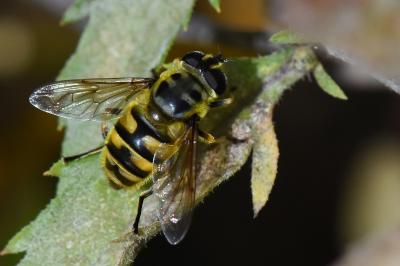 <i>Myathropa florea</i>