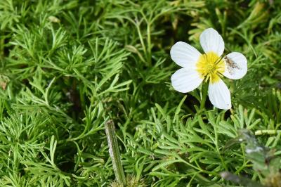<i>Campiglossa bidentis</i>