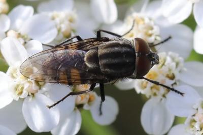 Stomorhina lunata