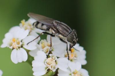 <i>Stomorhina lunata</i>