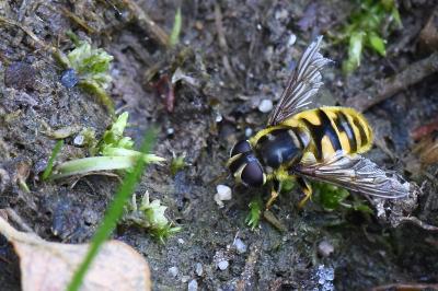 <i>Myathropa florea</i>