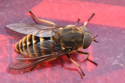 <i>Tabanus sudeticus</i>