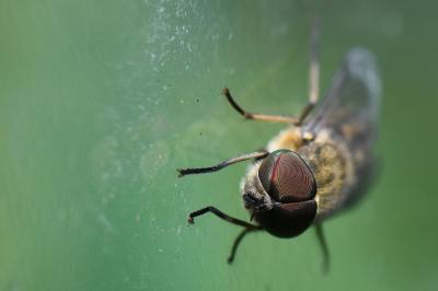 <i>Tabanus bromius</i>