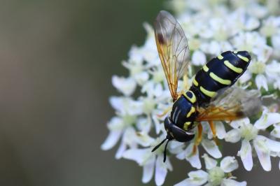 <i>Chrysotoxum festivum</i>