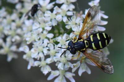 <i>Chrysotoxum festivum</i>