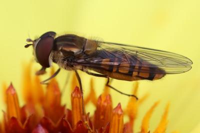 <i>Episyrphus balteatus</i>