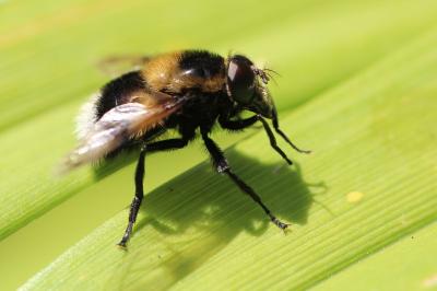 <i>Volucella bombylans</i>