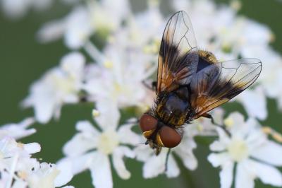 <i>Ectophasia crassipennis</i>