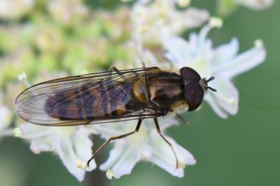 <i>Episyrphus balteatus</i>