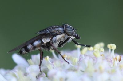 <i>Stomorhina lunata</i>