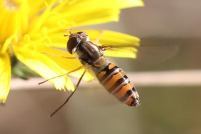 <i>Episyrphus balteatus</i>