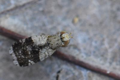 <i>Tephritis formosa</i>