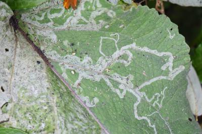 <i>Phytomyza lappae</i>