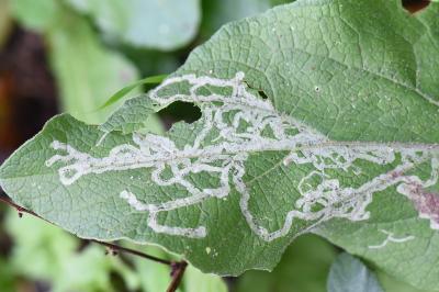 <i>Phytomyza lappae</i>