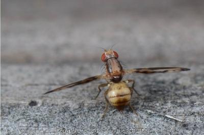 <i>Toxoneura muliebris</i>