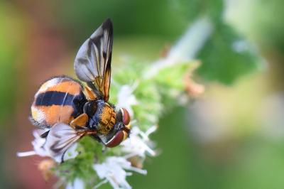 <i>Ectophasia crassipennis</i>